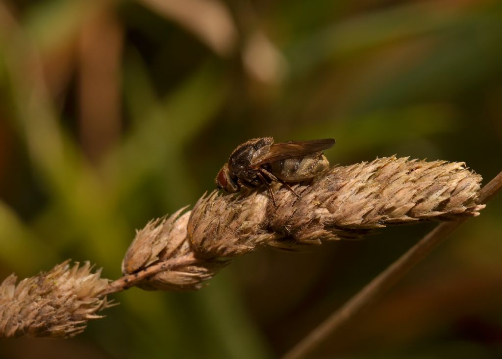 Lipara lucens (Chloropidae)